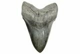 Fossil Megalodon Tooth - South Carolina #365700-1